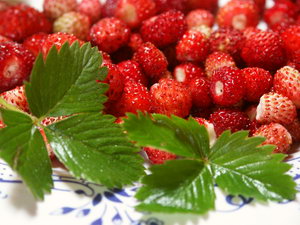  Image name: fragola di bosco3.jpg 
 width: 300 pixel 
 height: 225 pixel 
 Size: 50970 bytes 
 Click to enlarge 